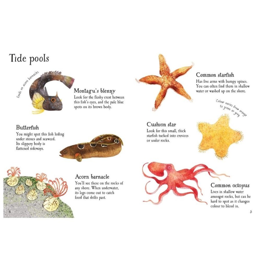 Usborne Books Usborne Mini Seashore Life To Spot | Toys Books